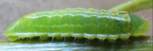 Larvae